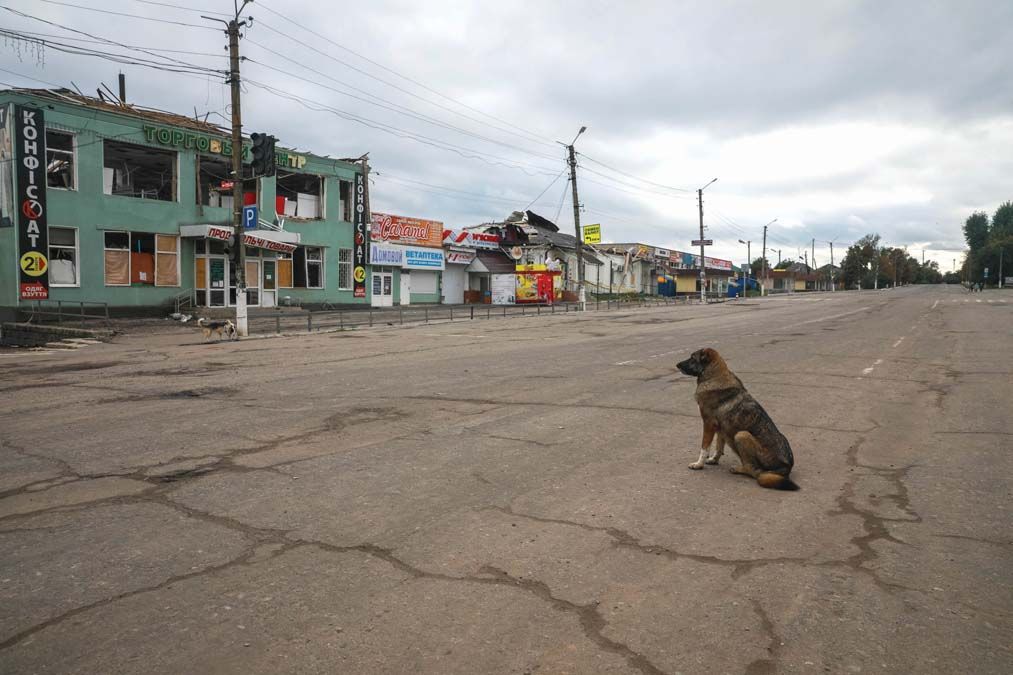 Kóbor kutya az oroszoktól visszafoglalt Balaklija központjában szeptember 23-án <br> Fotó: AFP / Oleksandr Khomenko / NurPhoto 