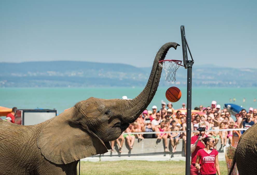 A Magyar Nemzeti Cirkusz elefántszáma a Cirkuszok éjszakája rendezvényen Balatonlellén 2020. július 10-én. Az állatvédők szerint be kellene tiltani a vadon élő állatok szerepeltetését. Fotó: MTI / Mohai Balázs