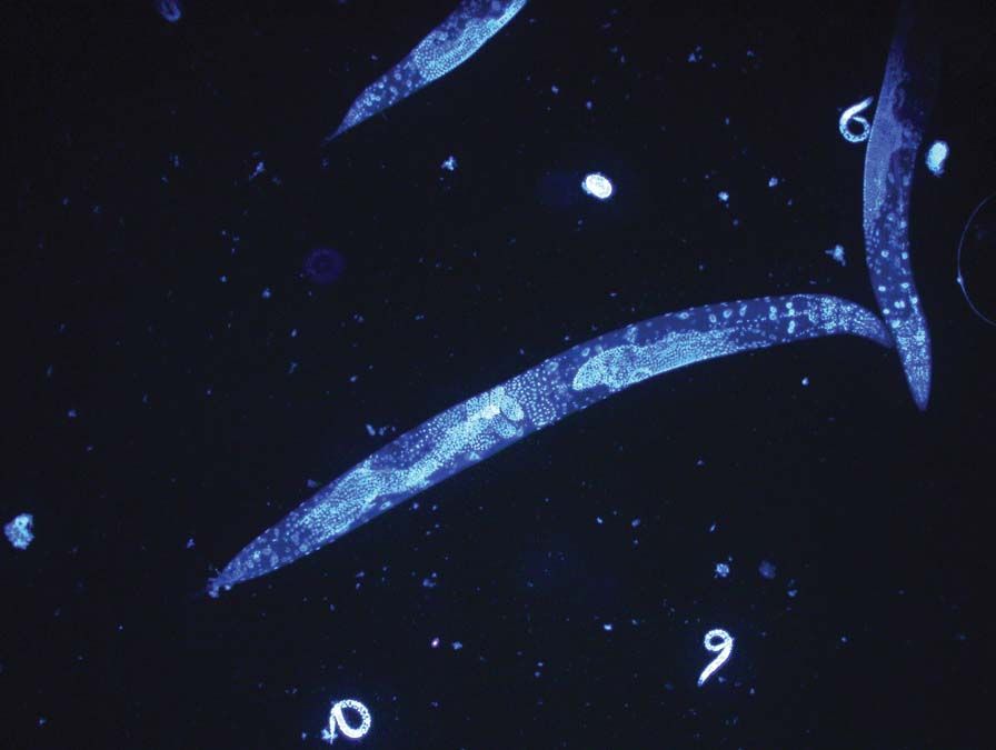 Caenorhabditis  elegans. <br> Fotó: Wikimédia