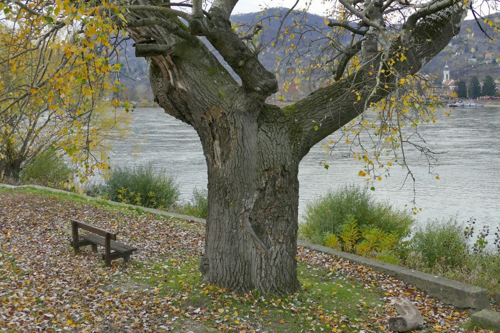 Évszázados vihartépte fa őszi lombhullás idején a Duna-parton.