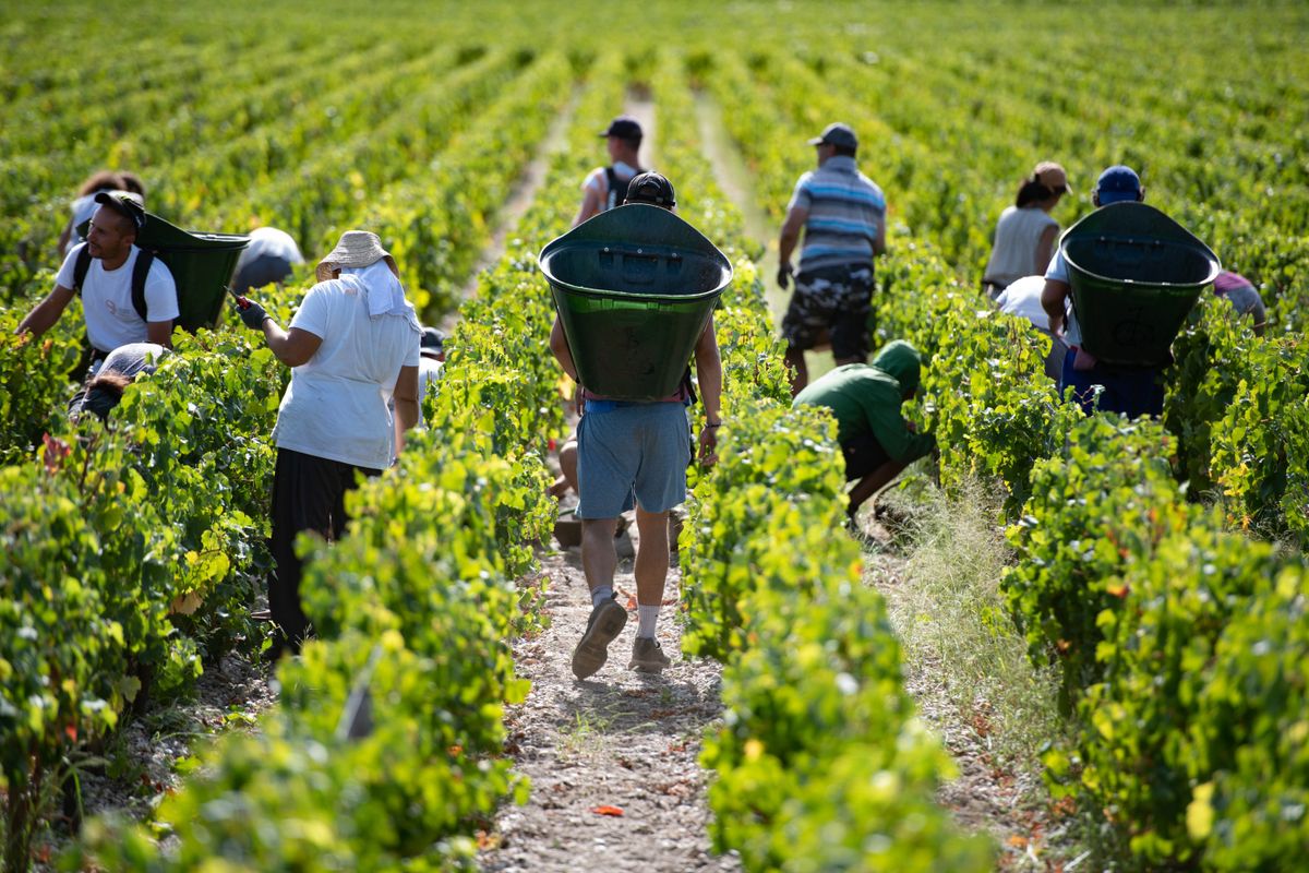 Cabernet-Sauvignon szőlőt szüretelnek a Bordeaux közelében fekvő Chateau Haut Brion szőlészetben 2019. szeptember 18-án. (MTI/EPA/Caroline Blumberg)