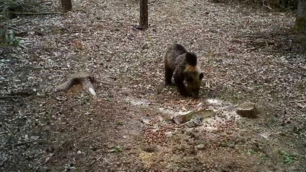 Íme a lencsevégre kapott, szabadon kószáló medve. Fotó: Facebook