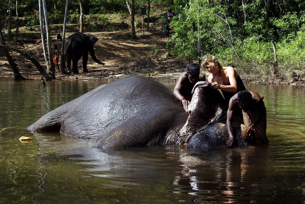 Neyyar dam dél-indiai elefántrezervátumba azok az egyedek kerülnek, amelyek már nem visszaszoktathatók a természetbe.