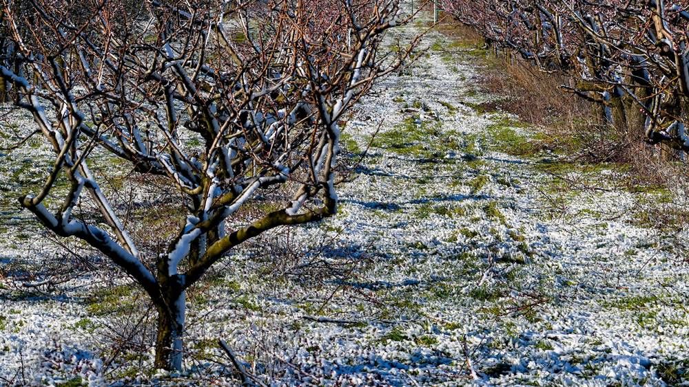 Virágzásnak indult őszibarack-ültetvény jéggel borított rügyei havazás és ónos eső után. Fotó: MTVA/Bizományosi: Oláh Tibor