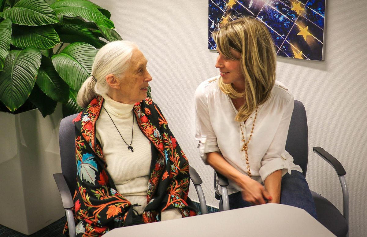 Dr. Jane Goodall csimpánzkutatóval, ENSZ békenagykövettel Magyarországon készített személyes jellegű riportot