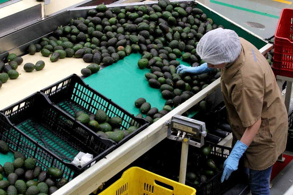 Mexikói munkások exportra szánt avokádót válogatnak <br> Fotó: Ulises Ruiz