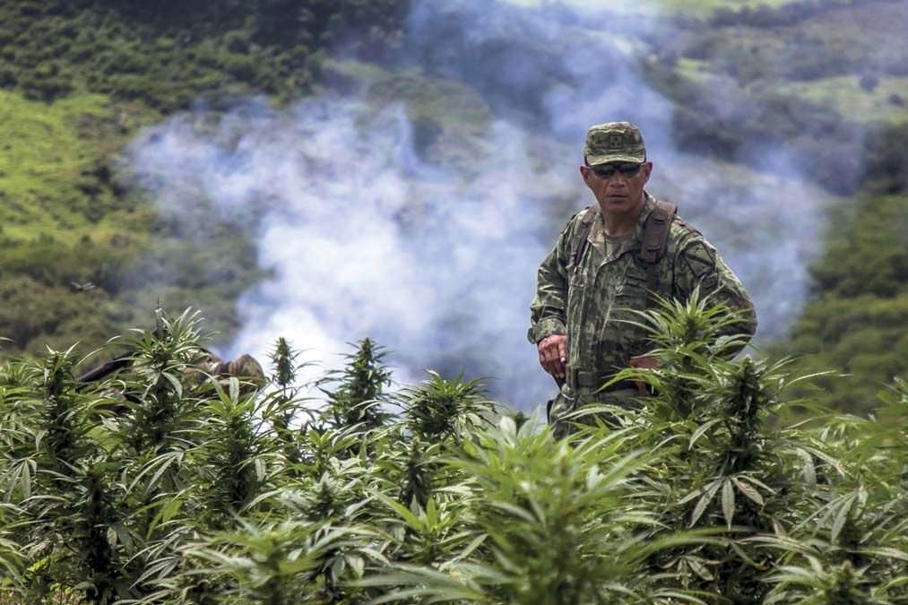 Mexikói katona egy illegális marihuánaültetvényen <br> Fotó: AFP / Rashide Frias