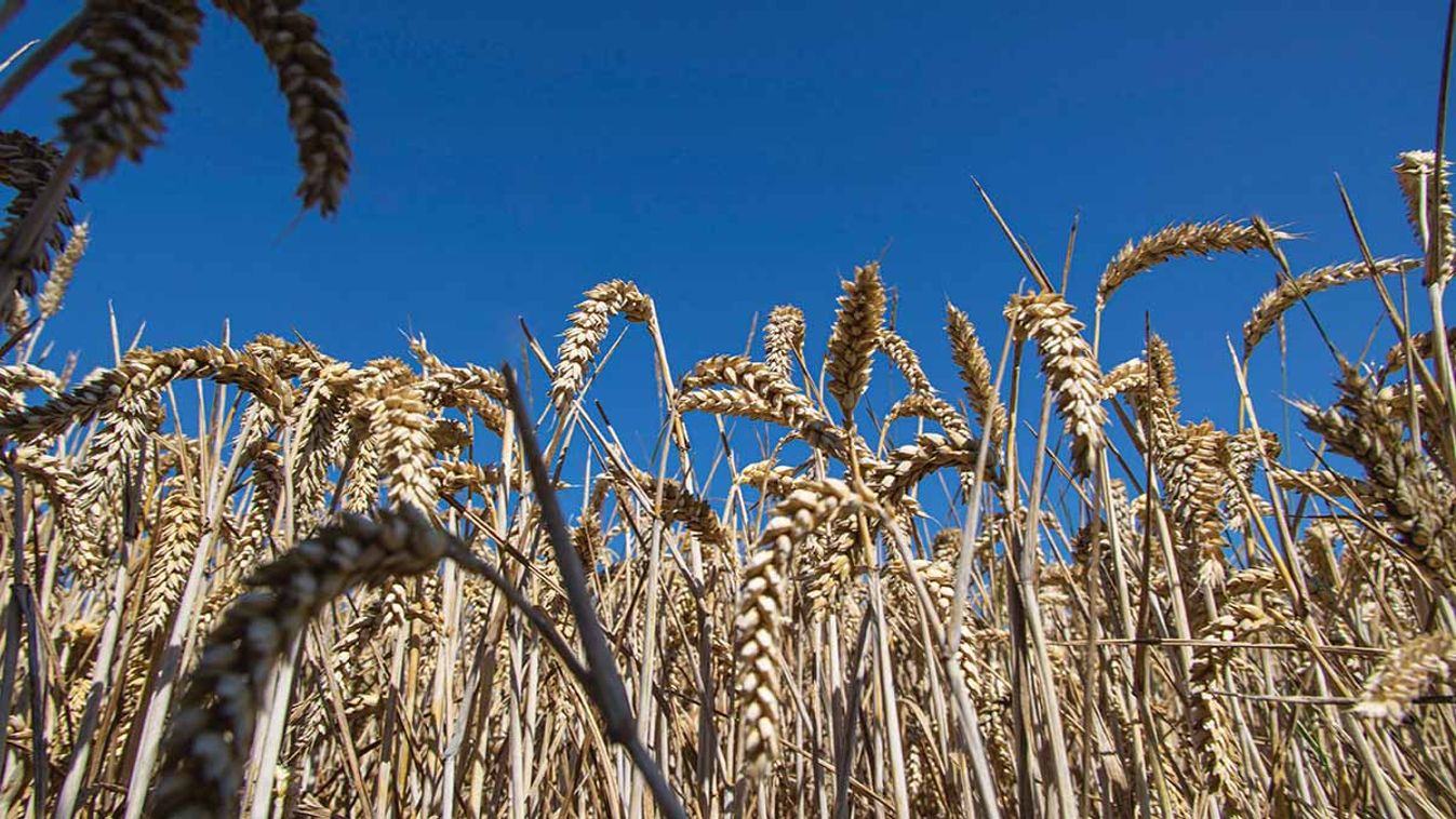 Wheat Fields In France