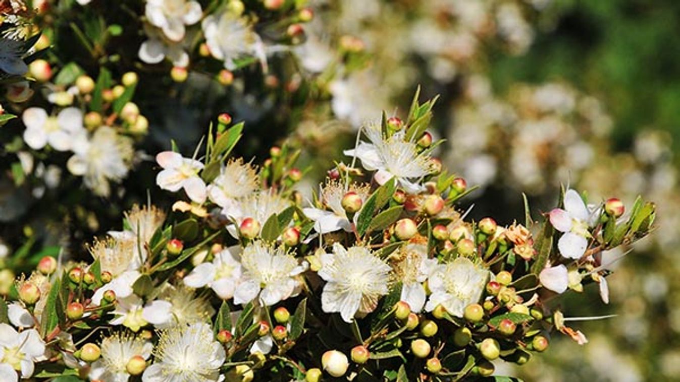 Blossoming myrtle (Myrtus communis) Photographed in Israel in June