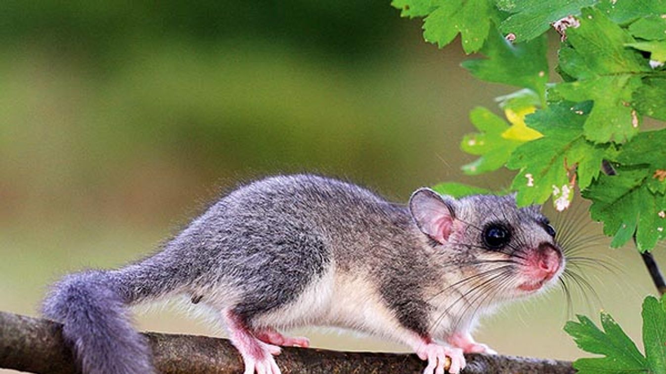 Dormouse, Glis glis