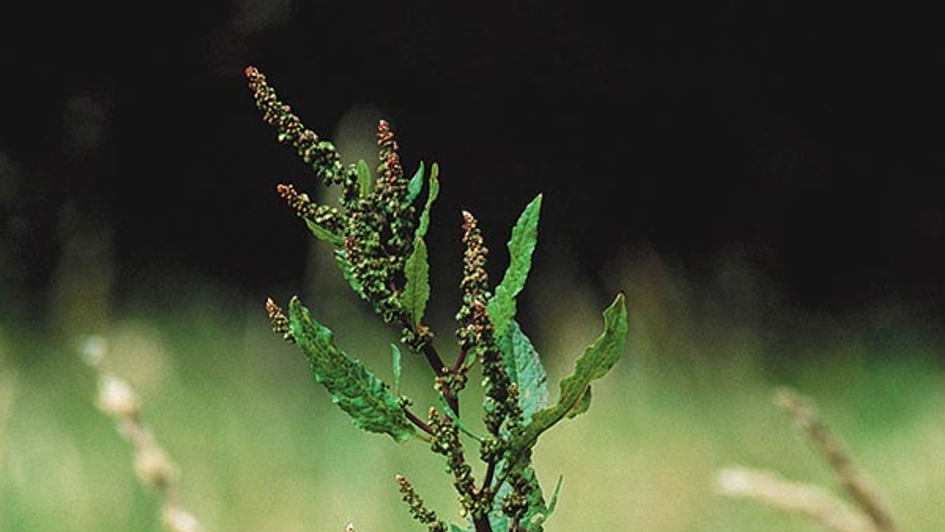 Broadleaf Dock (Rumex obtusifolius) growing in field, Europe, introduced into North America