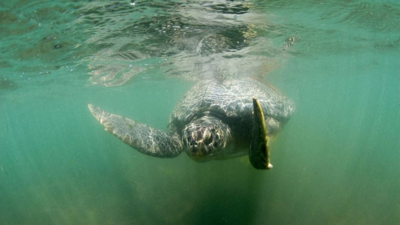 Volunteers record nesting and hatching of sea turtles in Turkiye's Antalya