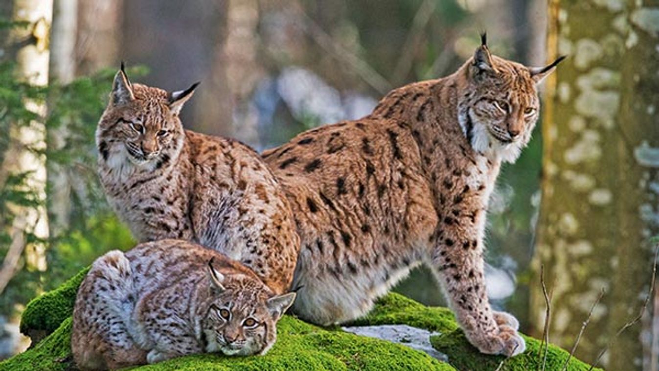 Eurasian lynx (Lynx lynx) female and cubs on a mossy rock, BayerischerWald, Germany