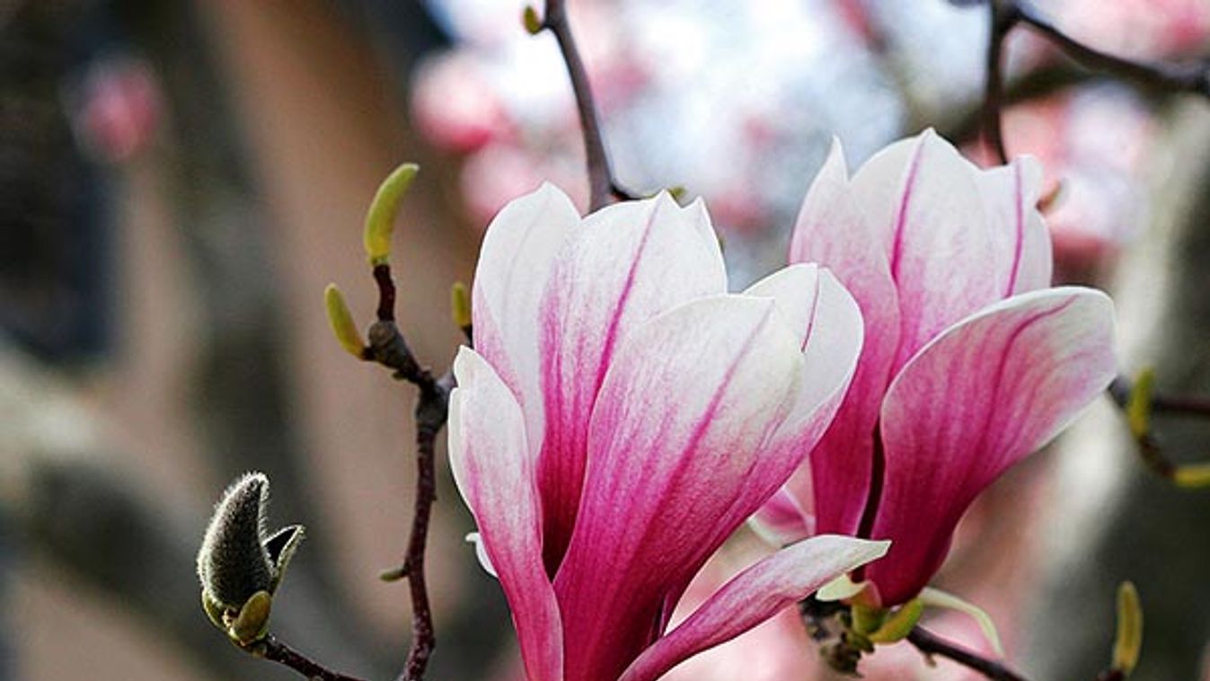 Magnolia Liliiflora blooms during spring in Boise Idaho
