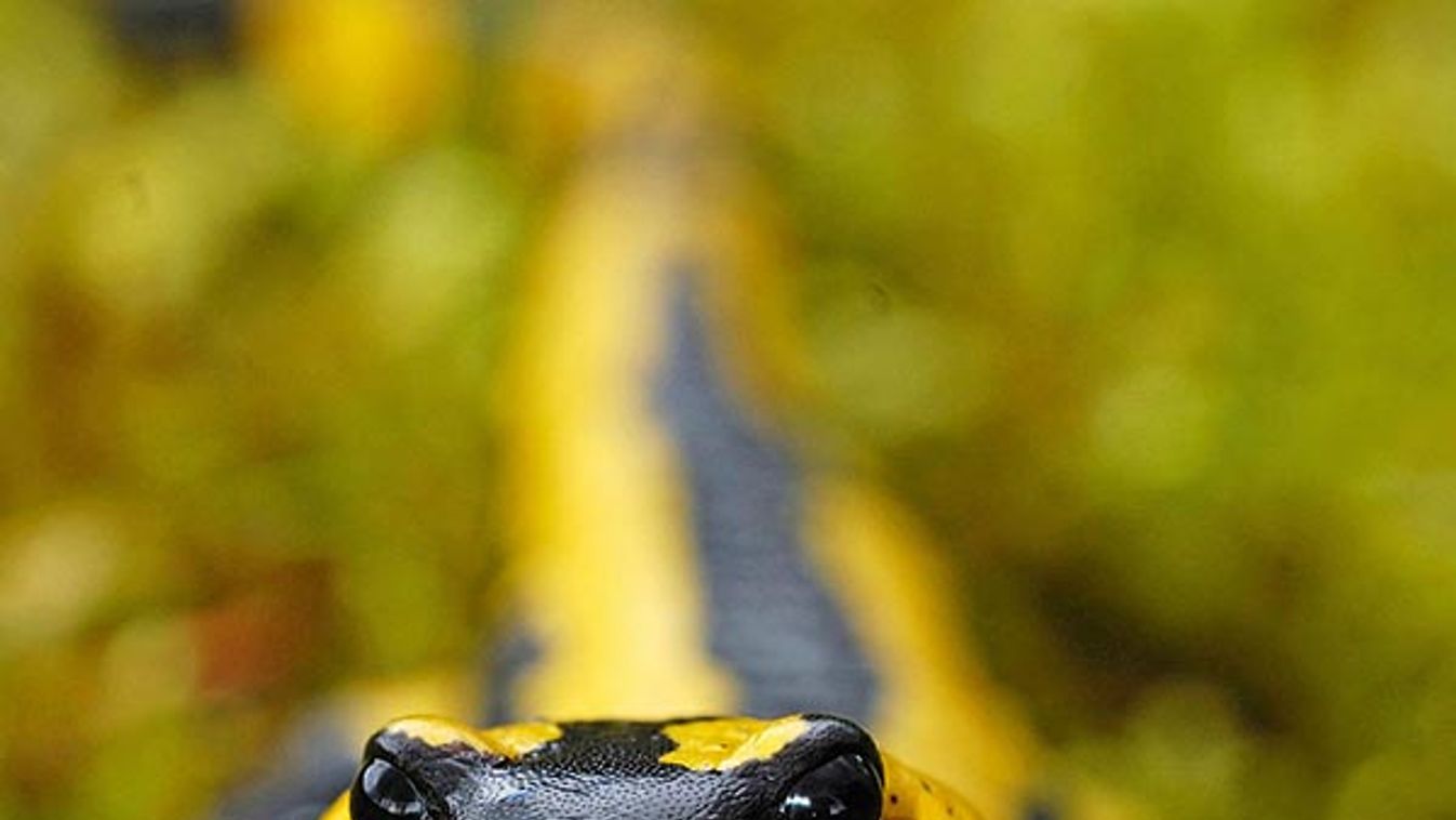 Fire salamander (Salamandra salamandra)