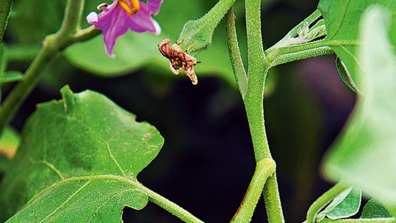 Törökök paradicsoma