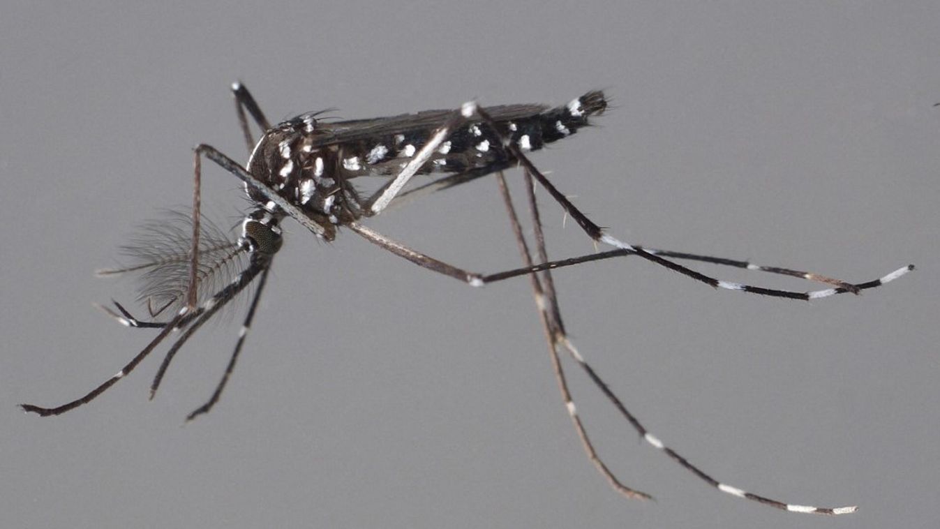 Asian tiger Mosquito (Aedes albopictus) female caught in a garden, Banyuls sur mer, France