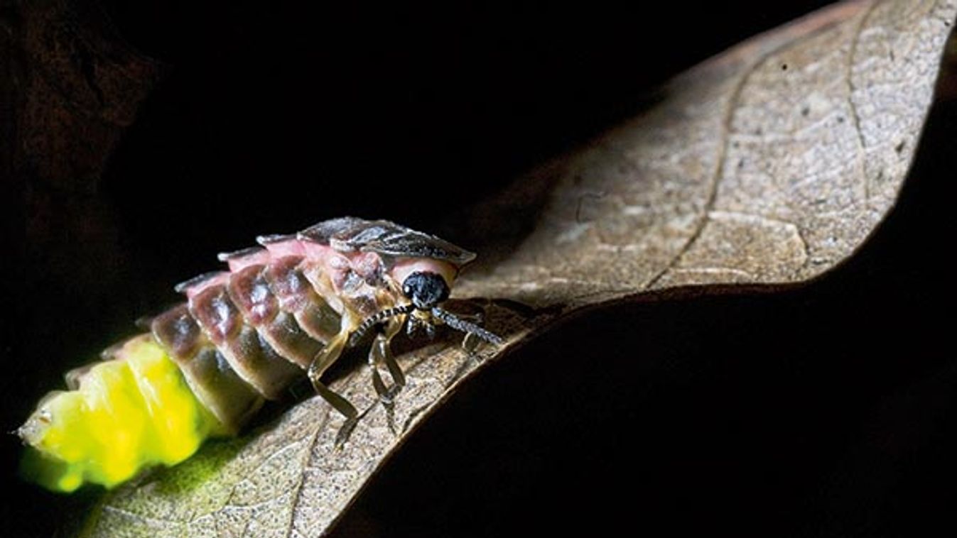 Common Glow-worm (Lampyris noctiluca) adult female, glowing, displaying bioluminescence on leaf at n