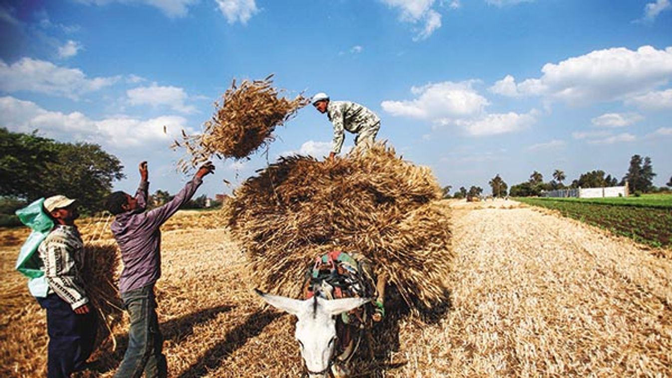 EGYPT-DAKAHLEYA-WHEAT CROPS ANNUAL HARVESTING SEASON