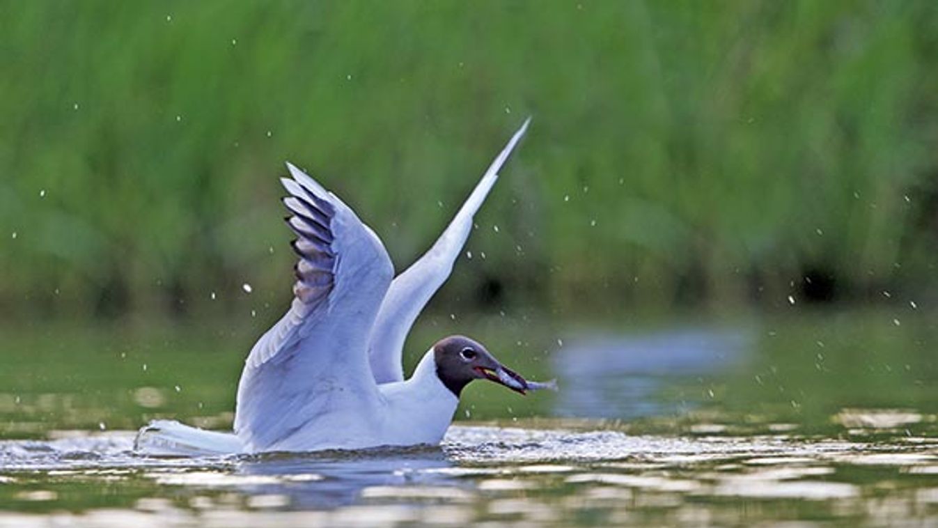 Black-headed gull fishing in the water - La Dombes France