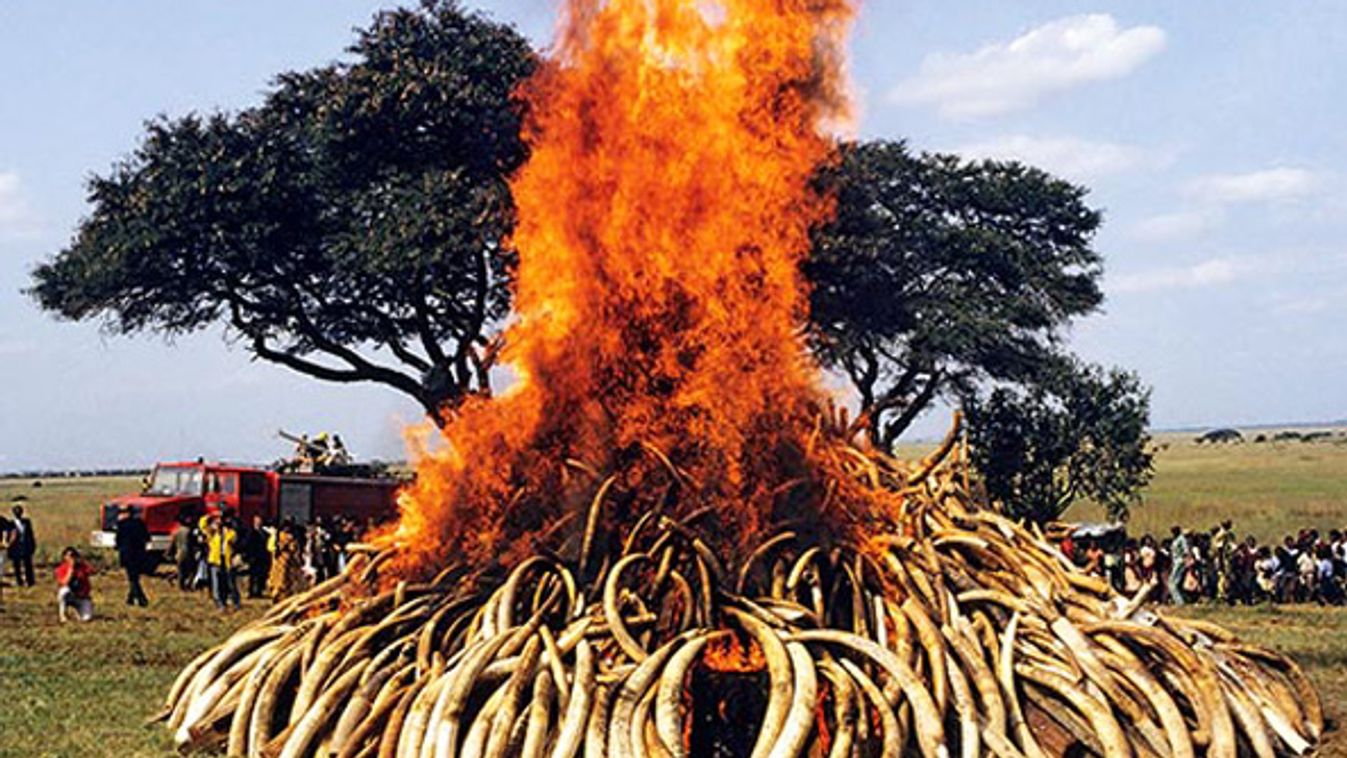 Destroying Poached Elephant Tusks