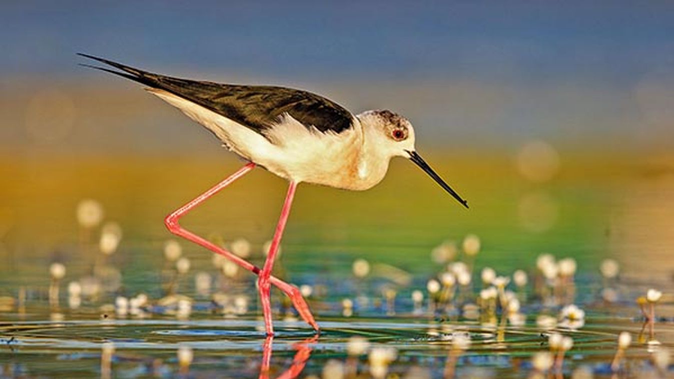 Stilt (Himantopus himantopus)