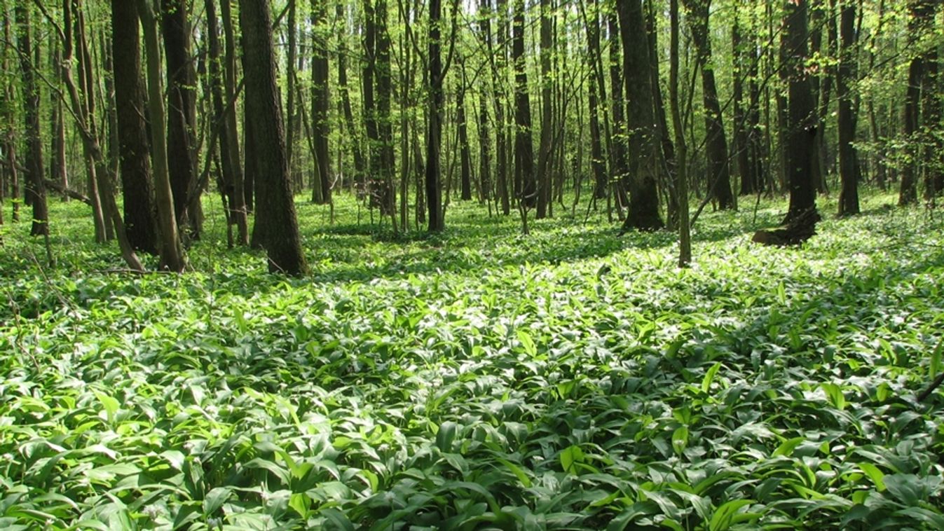 Naponta csak két kilót! – medvehagyma kisokos