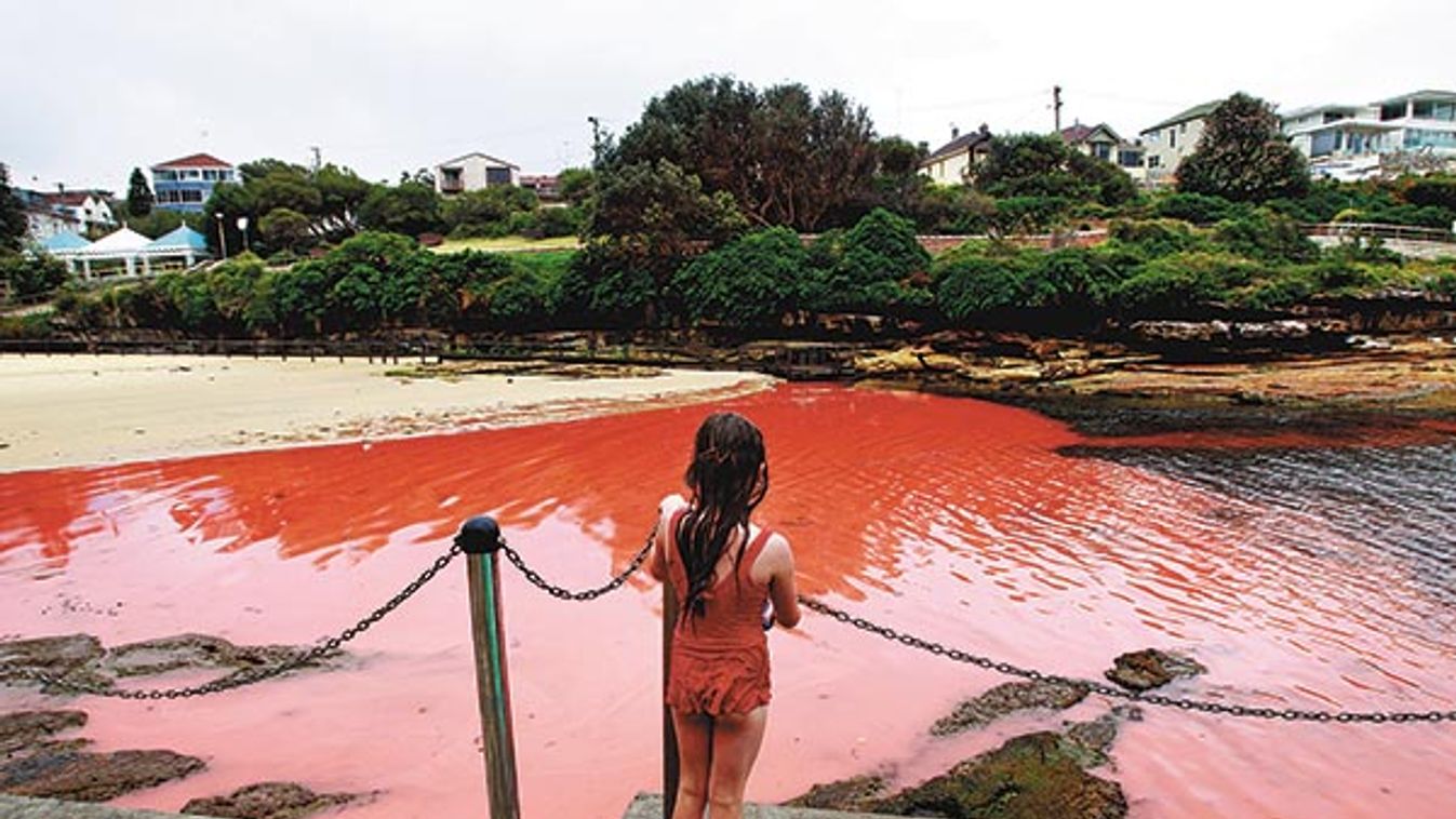 Sydney Beaches Turn Blood Red from Algae