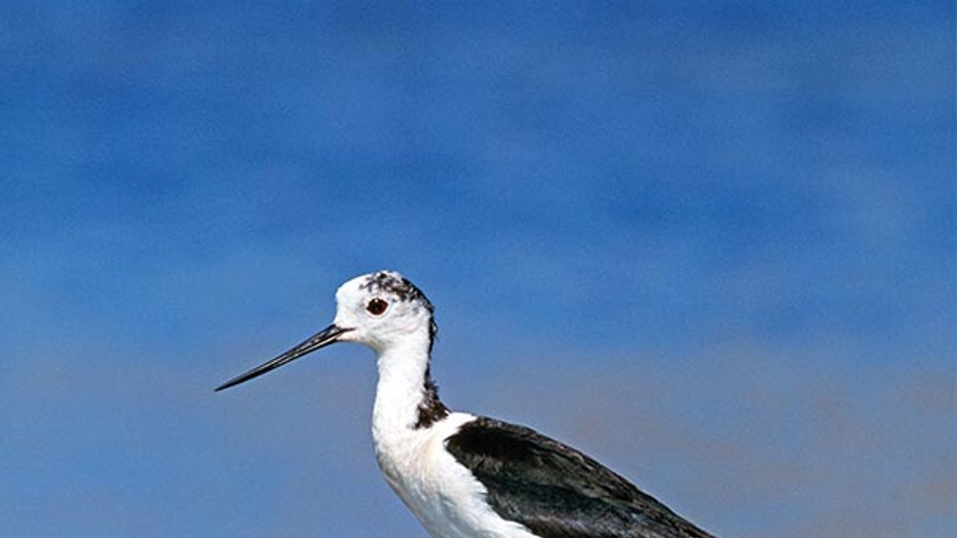 Balck-winged Stilt in water