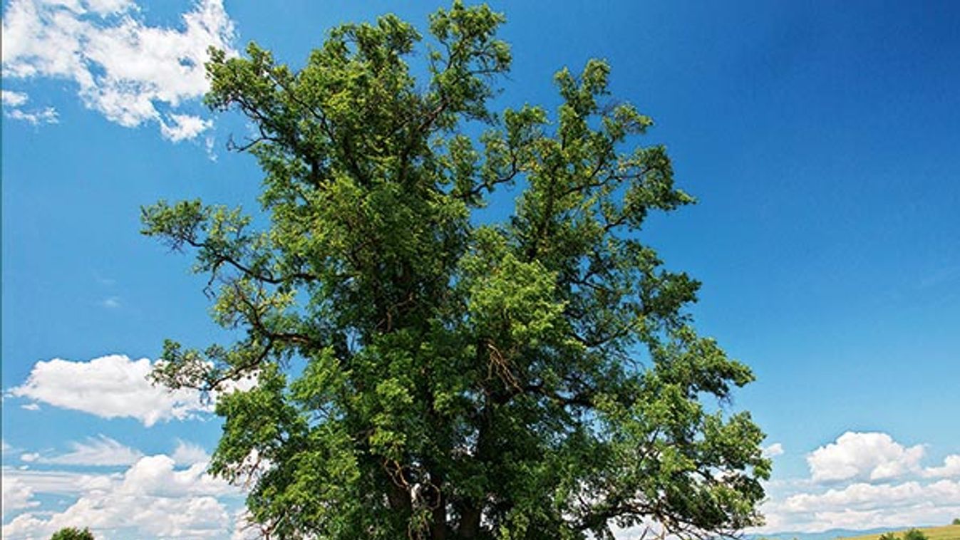 Giant Elm tree, Ulmus minor = U. campest..........