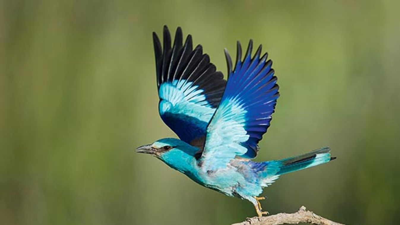 European Roller starting to fly - Bulgaria