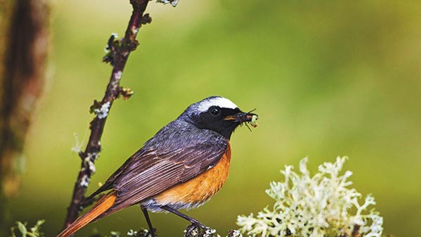 Redstart - male with food in mouth (Phoenicurus phoenicurus)