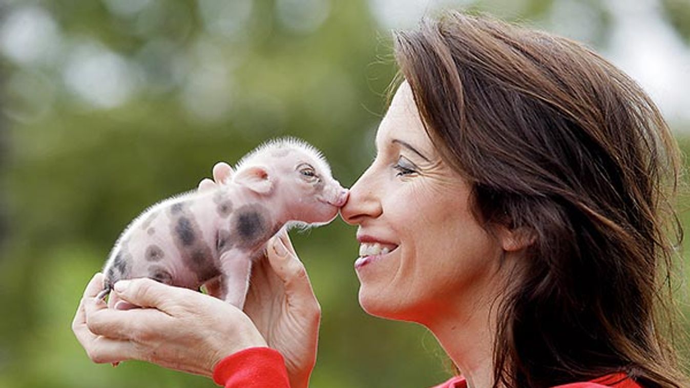 Memleben Erlebnistierpark Nachwuchs bei den Micro Pigs den Micro Schweinen Mikro Schweine  , der kleinsten Schweinerasse der Welt . Seit märz 2013 hält der Tierpark zwei Micro Schweine ( Würstl , das 