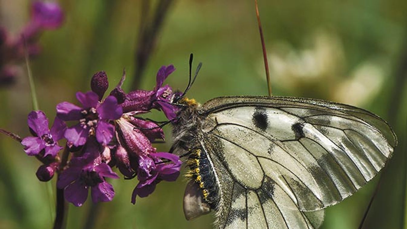 Clouded apollo female with sphragis on the abdomen Sweden