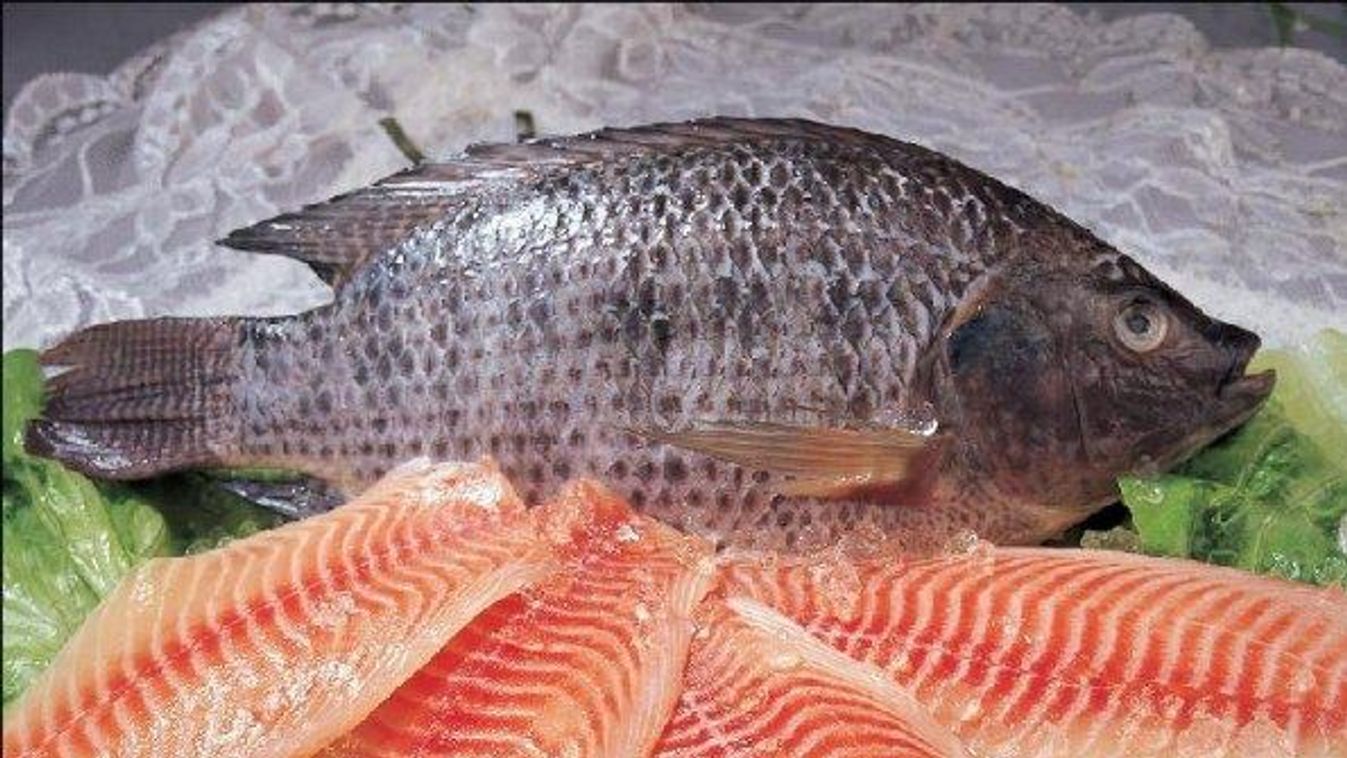 Halálos, alig ismert vírus fenyegeti a népszerű halat