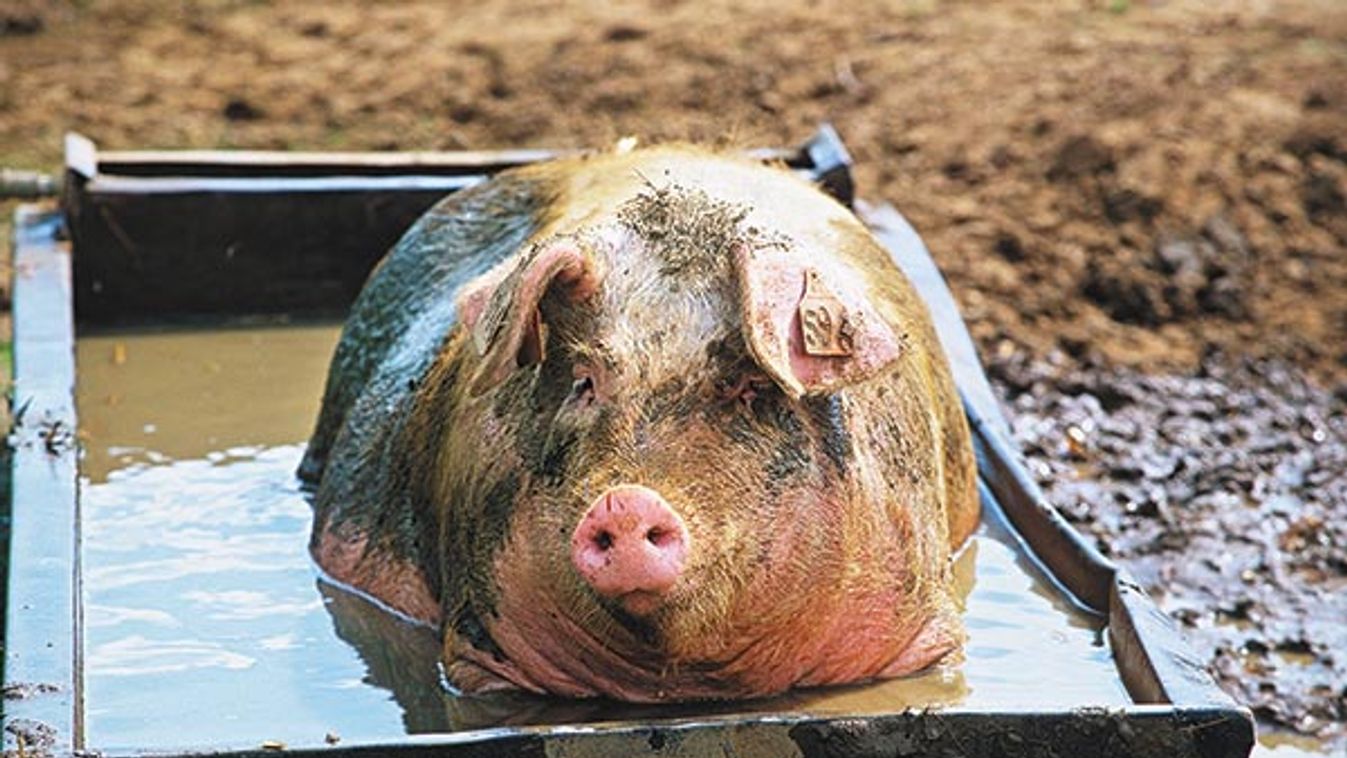 Wallowing Pig Cooling Off In Bath