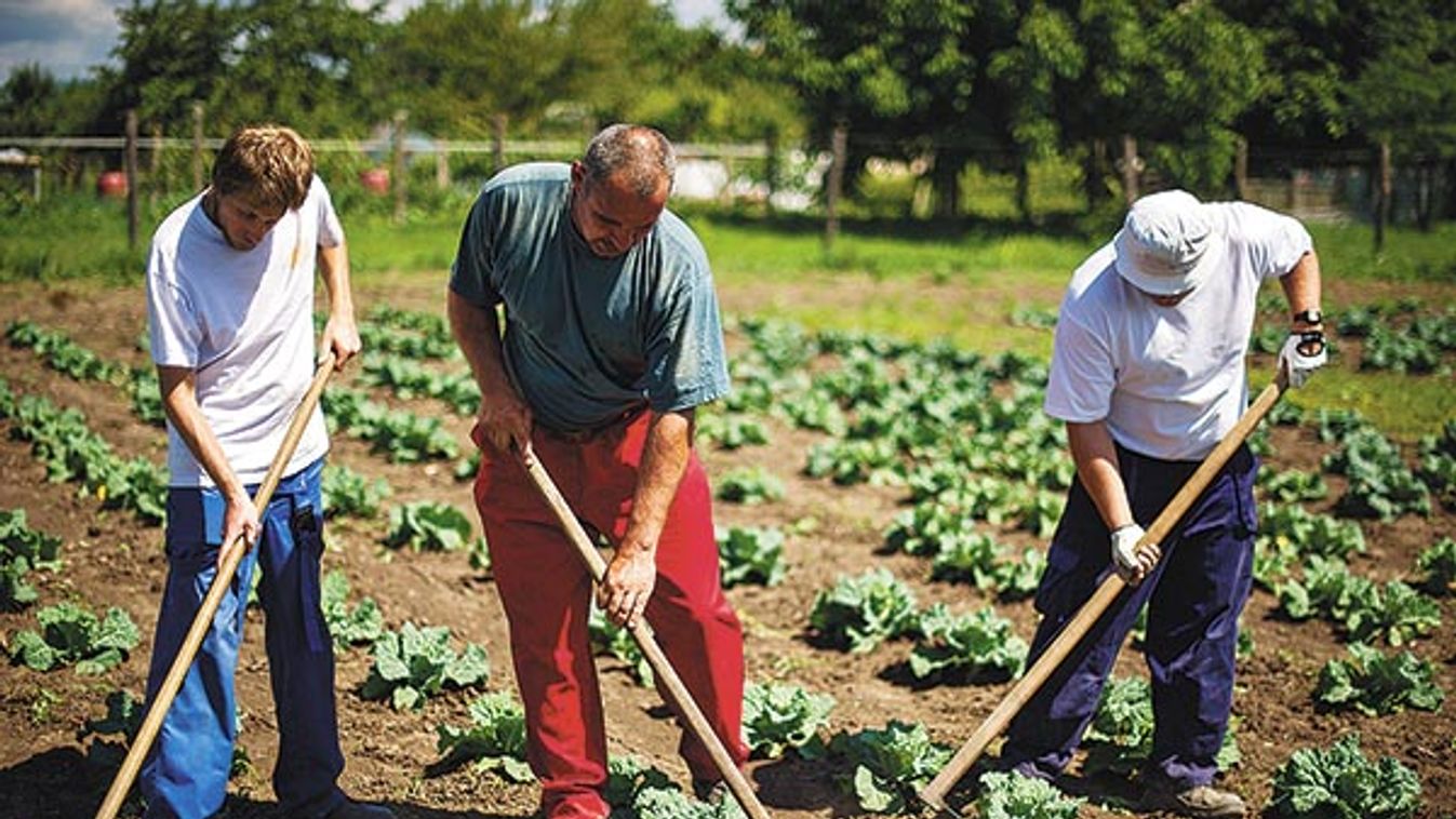 Esőemberek farmja