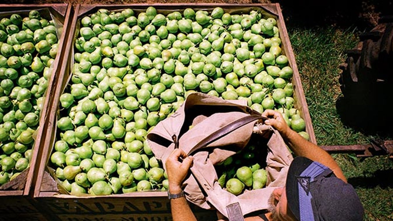 Picture shows Eric Mulvay emptying a sack of pears into a bin in the Varapodio orchard, 14 Janua