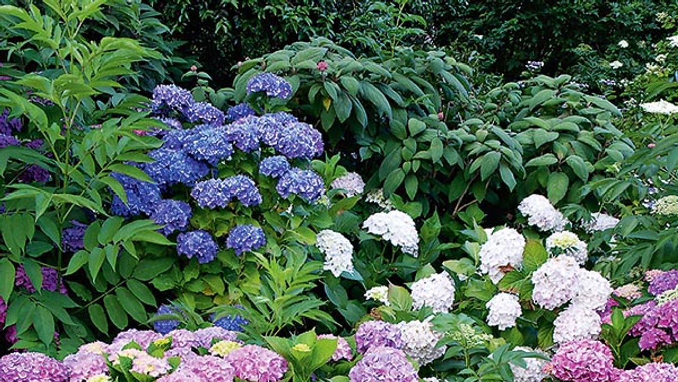 Hydrangea (Hydrangea macrophylla)