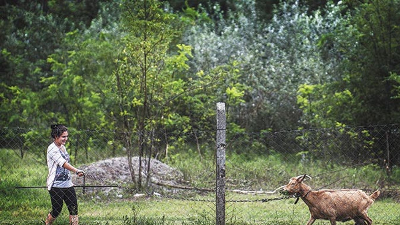 Nagyapáink még tudták: mielőtt kacsákat veszünk, répát kell vetni!