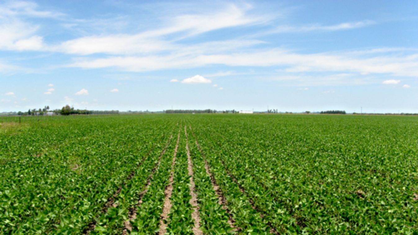 Olcsóbb a bio, mint a GMO