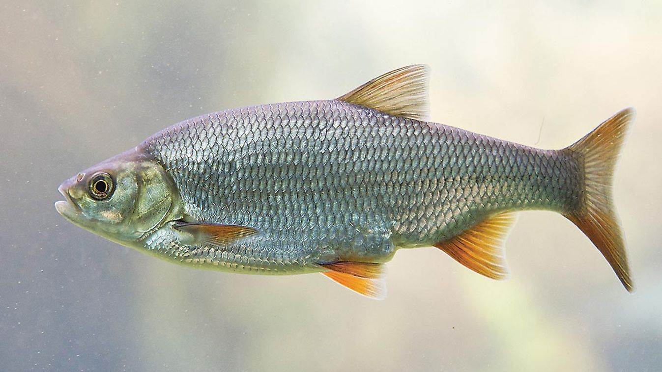 Freshwater,Fish,Common,Roach
