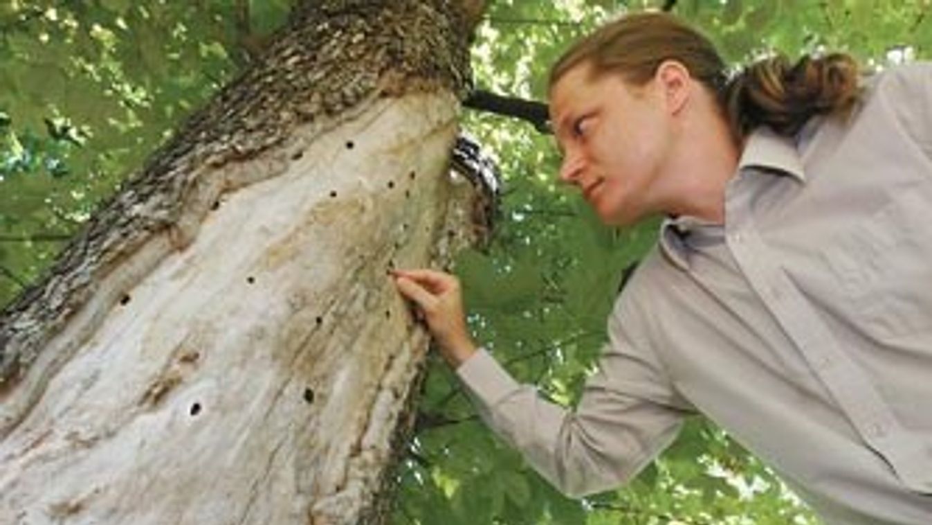 Vatikáni erdő a Tisza mentén