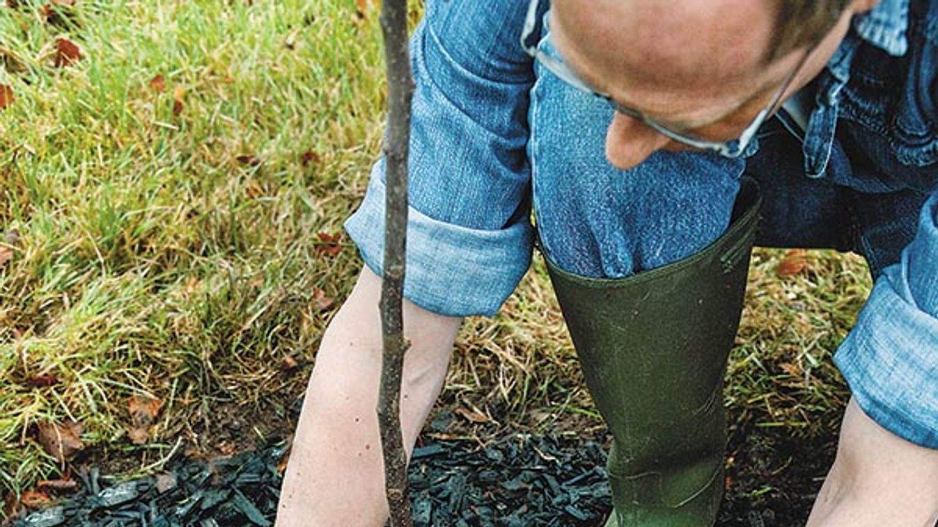 Step nine for planting Malus 'Harry Baker' (Crab apple). Spreading the chipped bark.