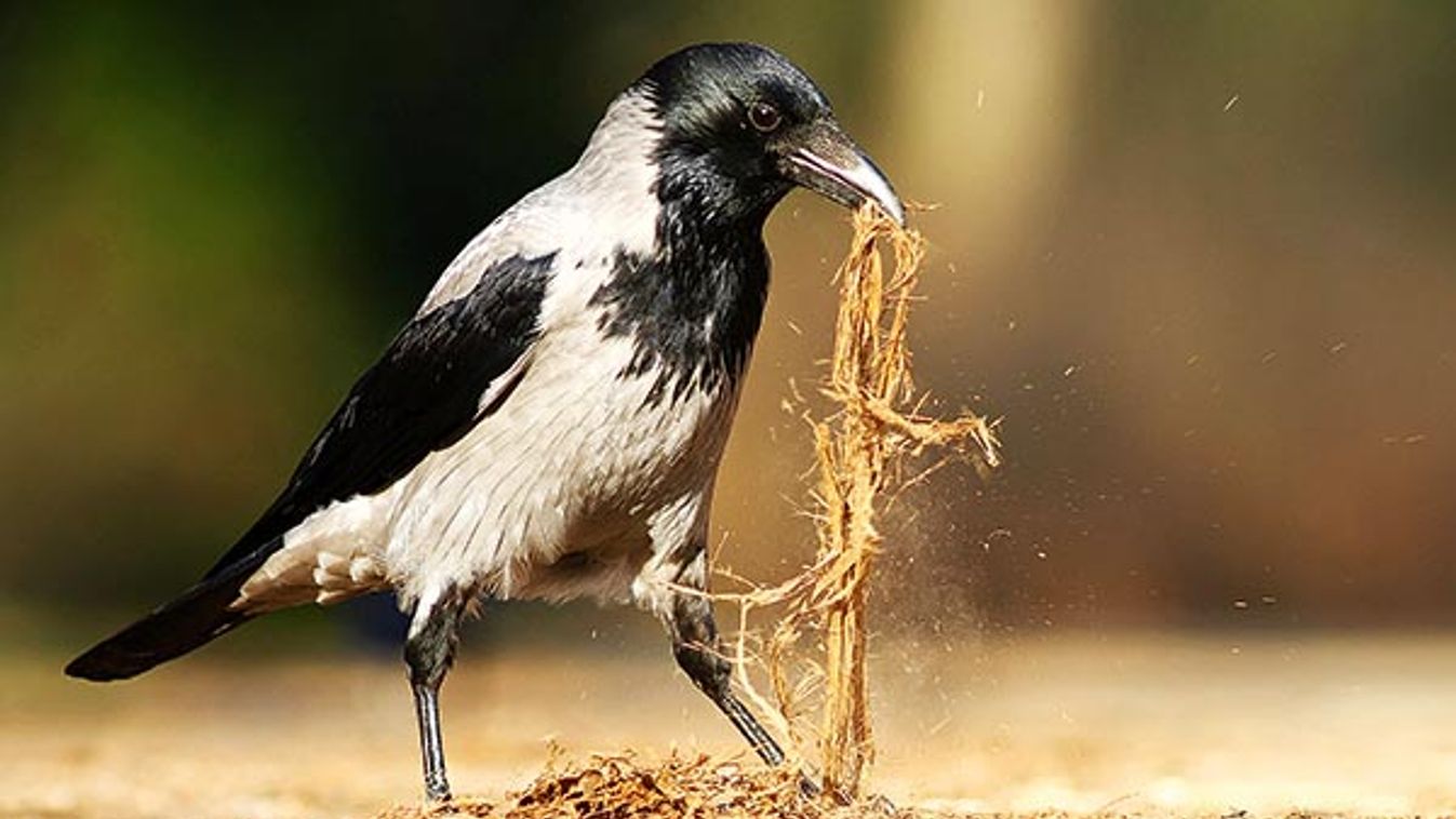 Die Nebelkrähe (Corvus corone cornix)