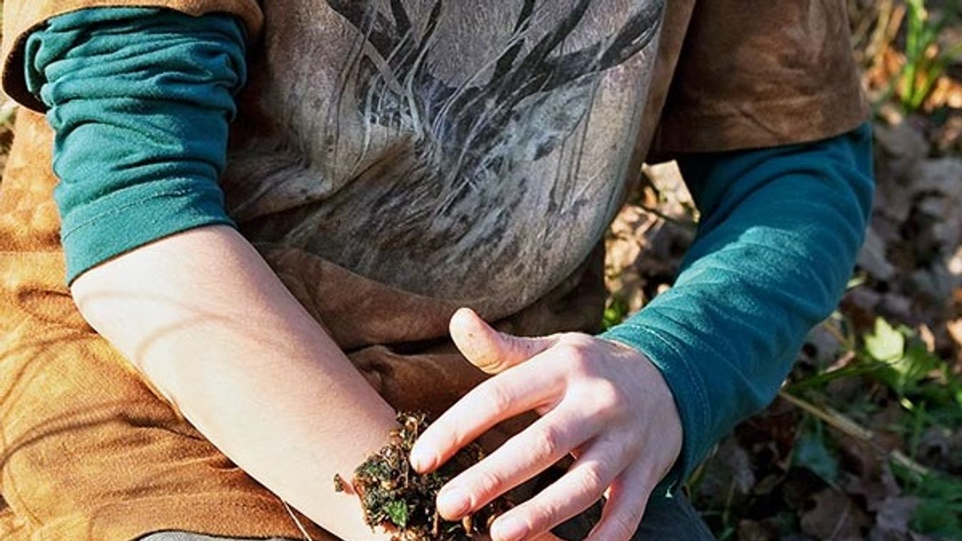 common comfrey (Symphytum officinale), mush of cut and brayed leaves and roots ar applied on a wound