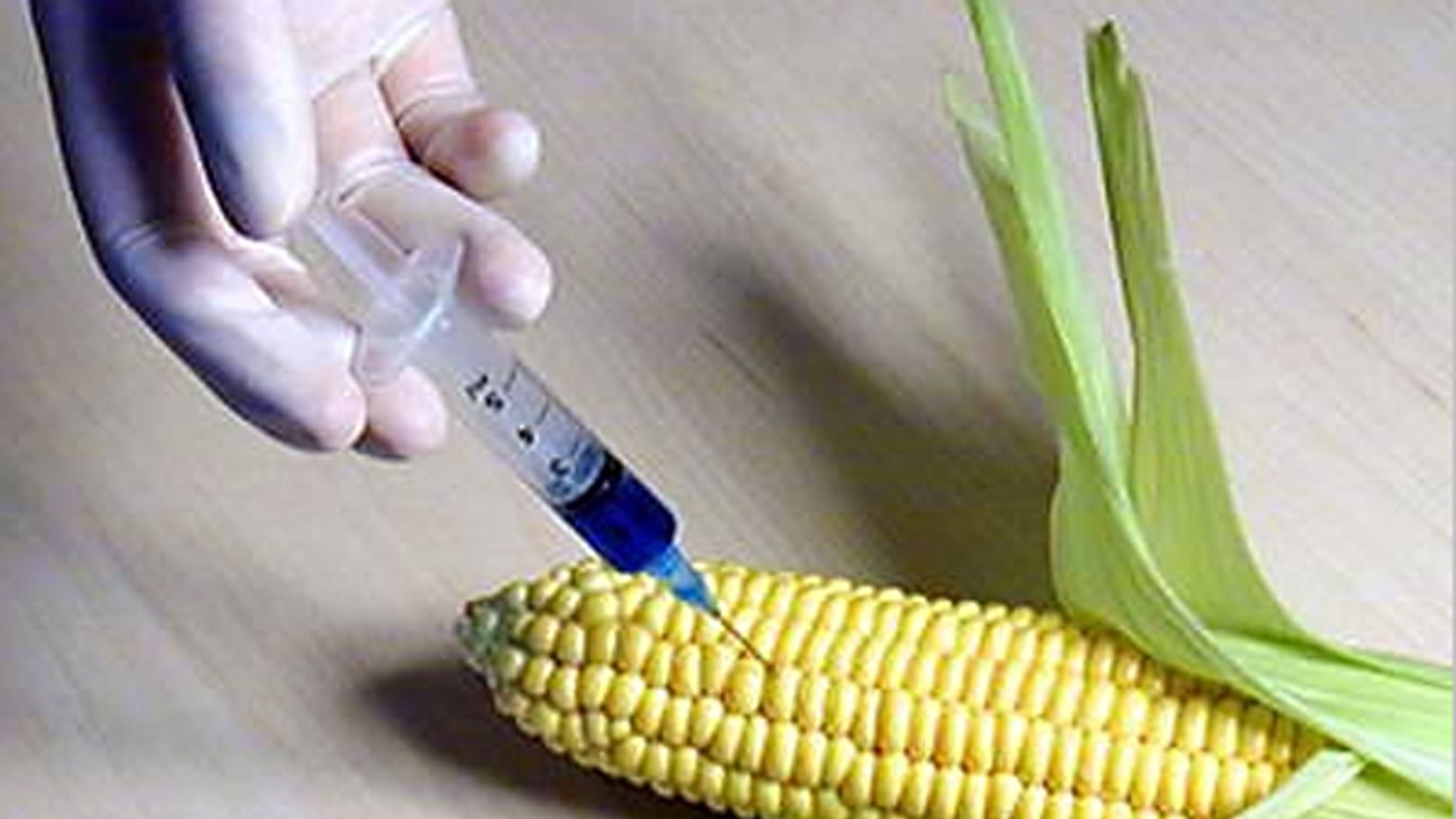 Gráf: GMO-mentes papírral hoztunk be vetőmagot!