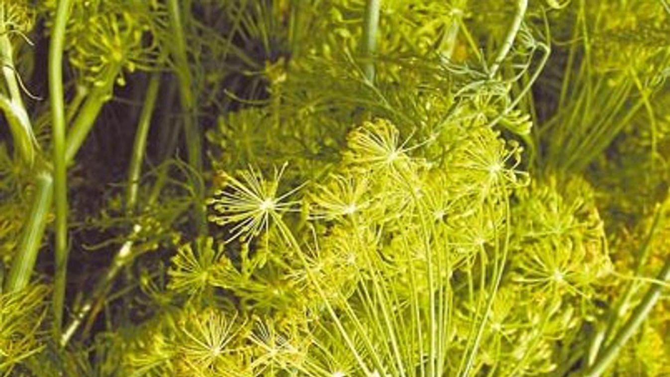 dill for cucumber pickling