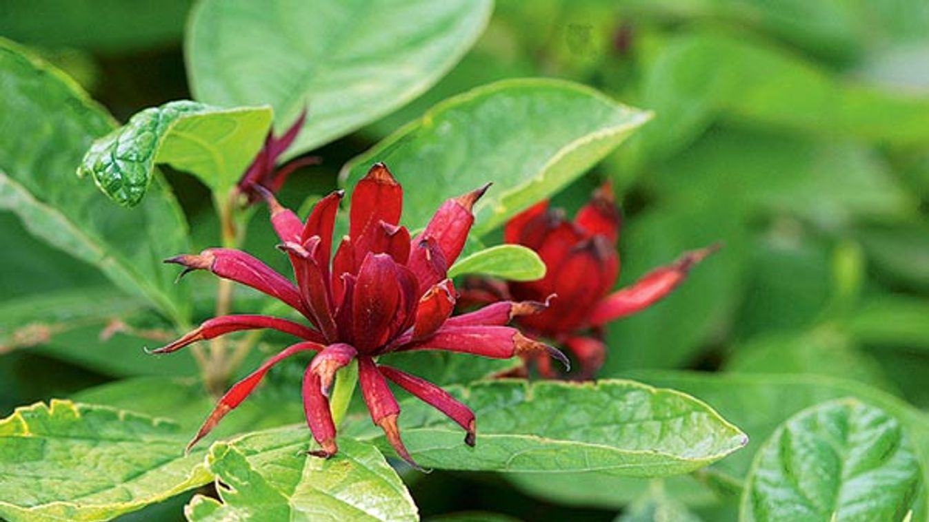 Common Sweetshrub