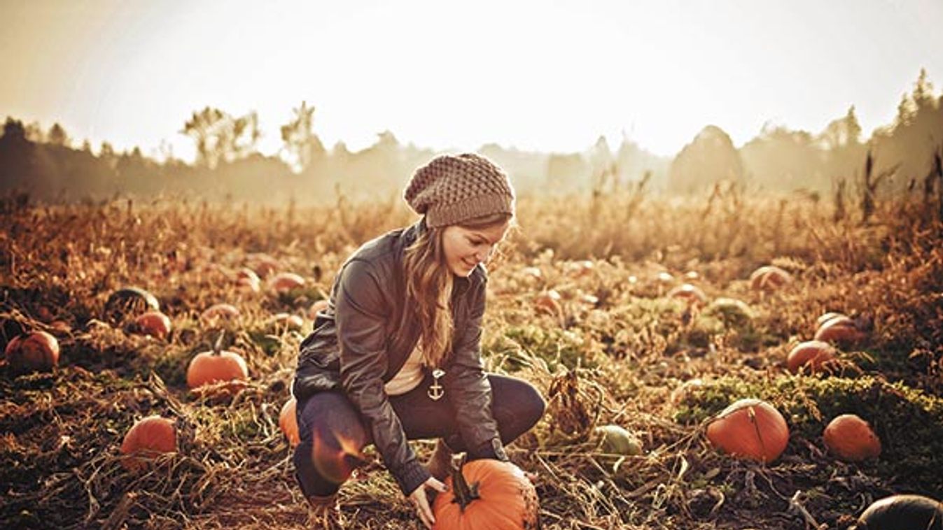 Pumpkin Patch